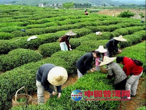 普洱茶