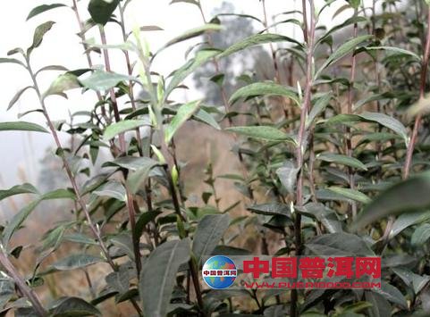 <u><a href='http://www.puer10000.com/puerzhishi/32854.html' target='_blank'>普洱<u><a href='http://www.puer10000.com/puerzhishi/100997.html' target='_blank'>茶</a></u></a></u>