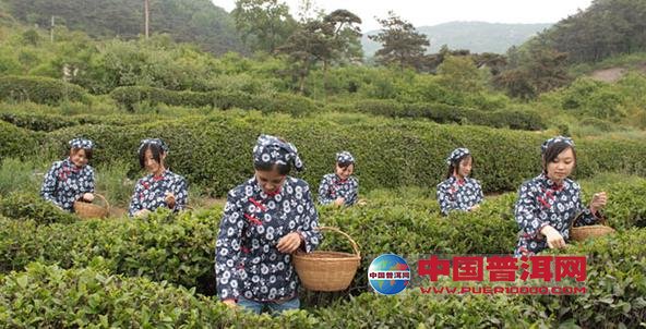 普洱茶