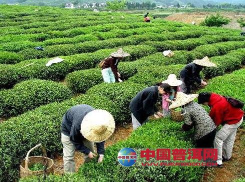 普洱茶