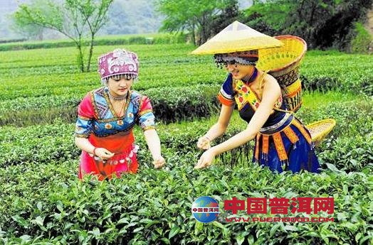 普洱茶