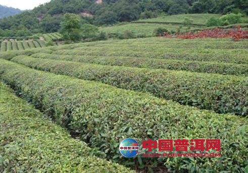 普洱茶