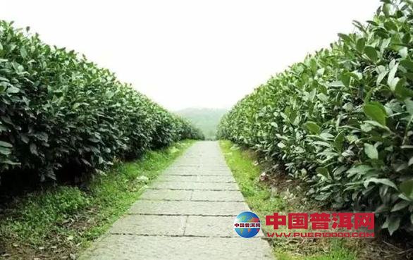 <u><a href='http://www.puer10000.com/puerzhishi/32854.html' target='_blank'>普洱<u><a href='http://www.puer10000.com/puerzhishi/100997.html' target='_blank'>茶</a></u></a></u>