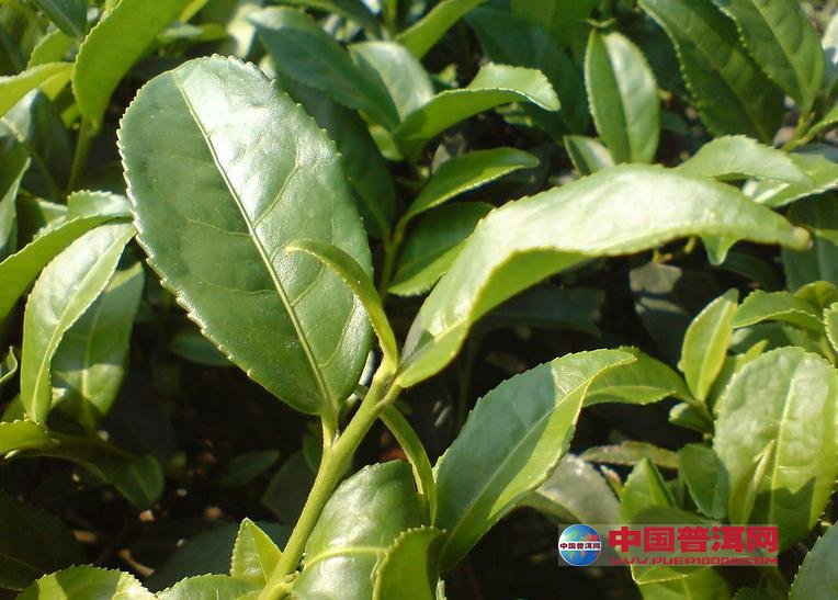 <u><a href='http://www.puer10000.com/puerzhishi/32854.html' target='_blank'>普洱<u><a href='http://www.puer10000.com/puerzhishi/100997.html' target='_blank'>茶</a></u></a></u>