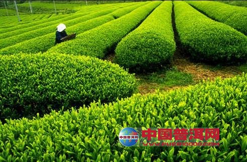 普洱茶