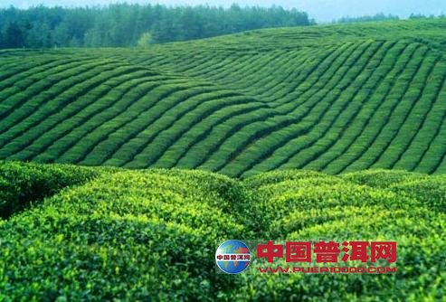 普洱茶