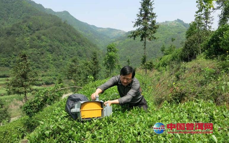 普洱茶