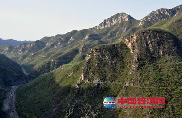 普洱茶