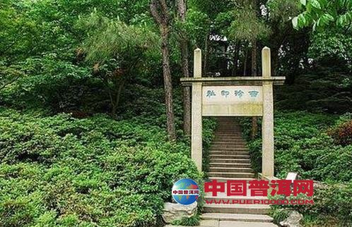 普洱茶