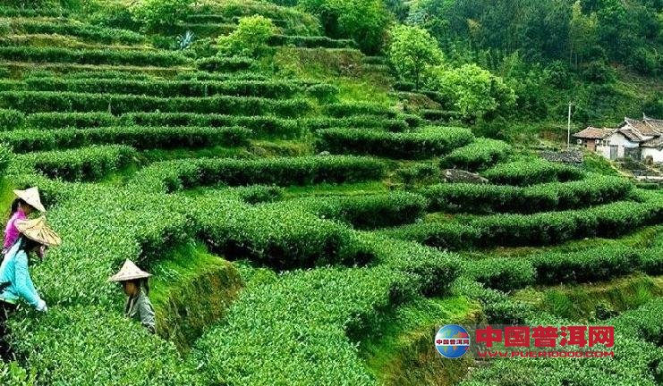 普洱茶