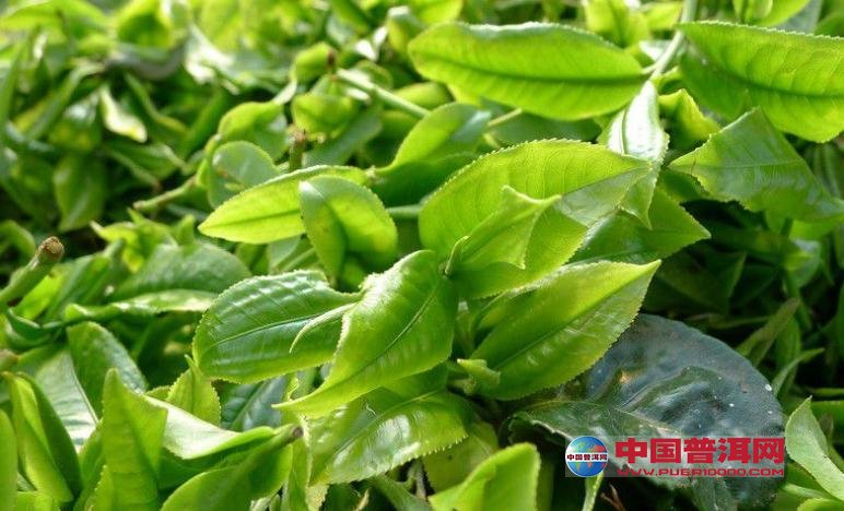 普洱茶