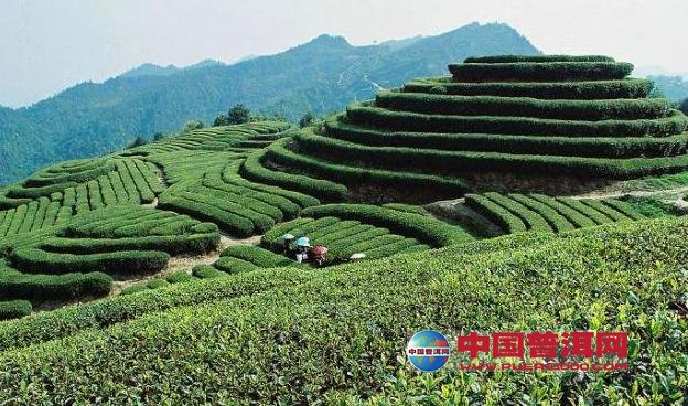 普洱茶