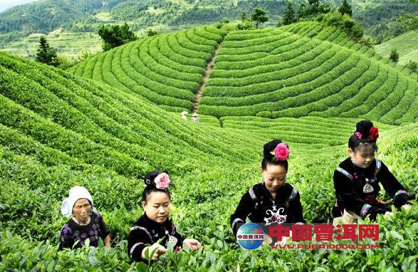 普洱茶