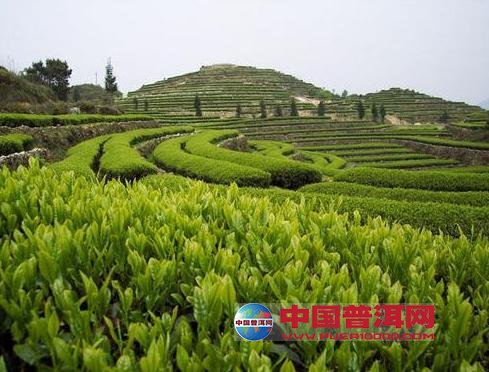 普洱茶