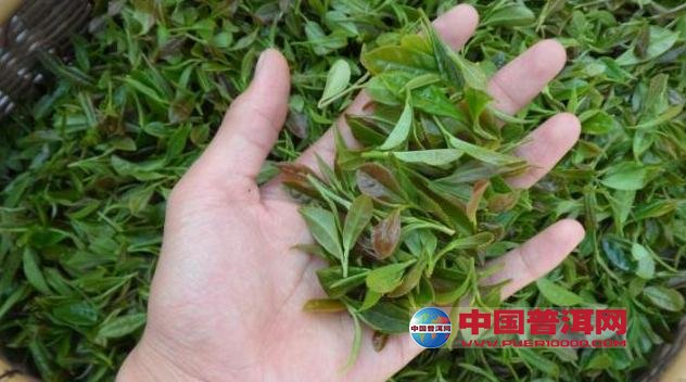 普洱茶