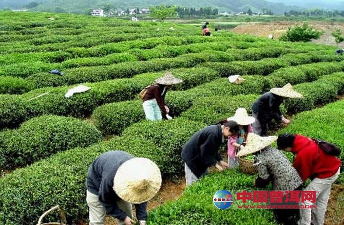 普洱茶