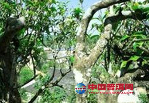 普洱茶
