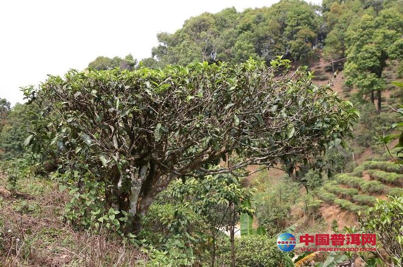 <u><a href='http://www.puer10000.com/puerzhishi/32854.html' target='_blank'>普洱<u><a href='http://www.puer10000.com/puerzhishi/100997.html' target='_blank'>茶</a></u></a></u>