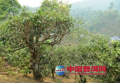 <u><a href='http://www.puer10000.com/puerzhishi/32854.html' target='_blank'>ն<u><a href='http://www.puer10000.com/puerzhishi/100997.html' target='_blank'></a></u></a></u>