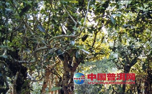 普洱茶