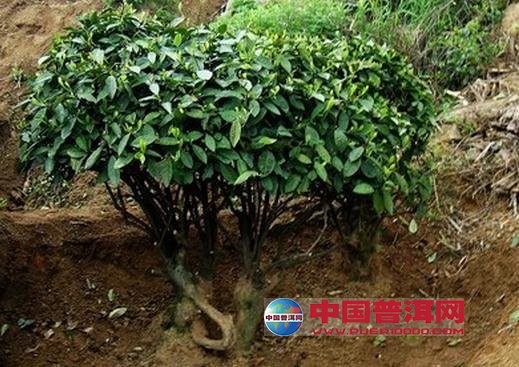 普洱茶