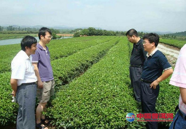 普洱茶