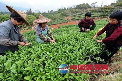 普洱茶