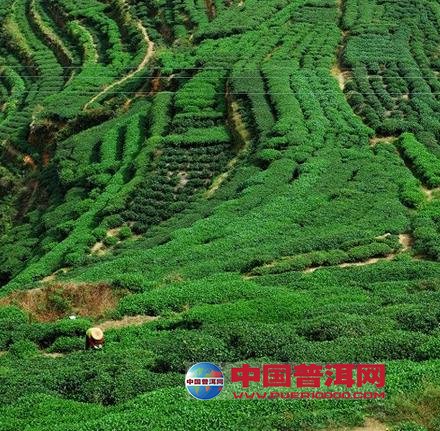 普洱茶
