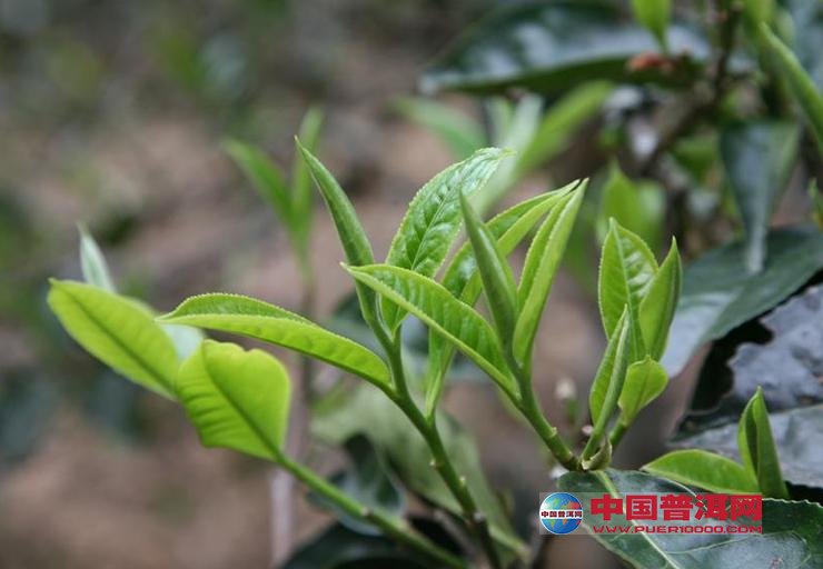 普洱茶