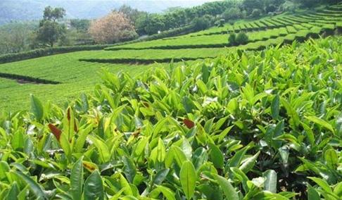 普洱茶