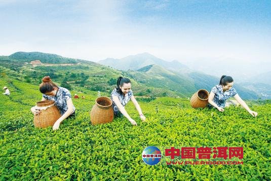 普洱茶