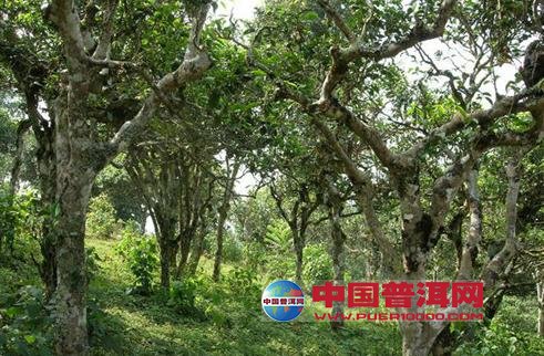 <u><a href='http://www.puer10000.com/puerzhishi/32854.html' target='_blank'>ն<u><a href='http://www.puer10000.com/puerzhishi/100997.html' target='_blank'></a></u></a></u>
