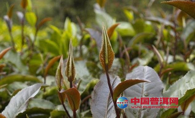 普洱茶