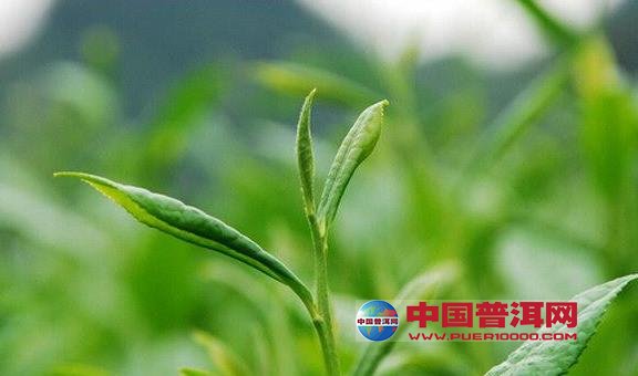 普洱茶