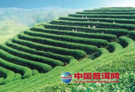 <u><a href='http://www.puer10000.com/puerzhishi/32854.html' target='_blank'>普洱<u><a href='http://www.puer10000.com/puerzhishi/100997.html' target='_blank'>茶</a></u></a></u>