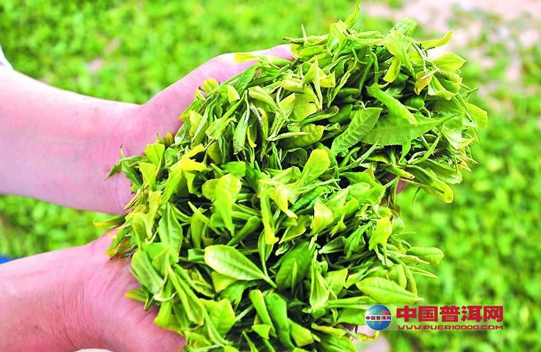普洱茶
