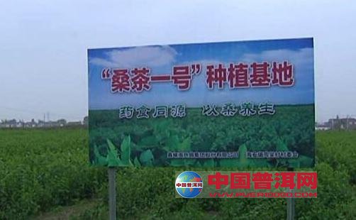 普洱茶