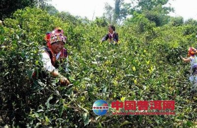 西双版纳傣族自治州野生茶树群