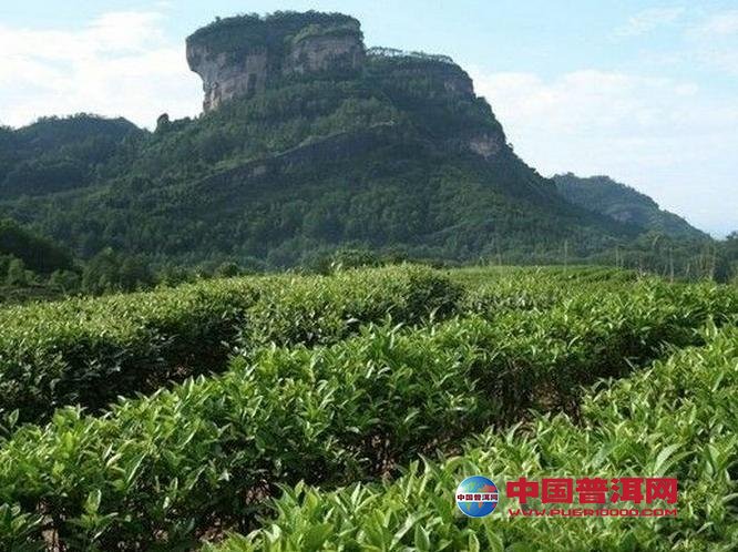 普洱茶