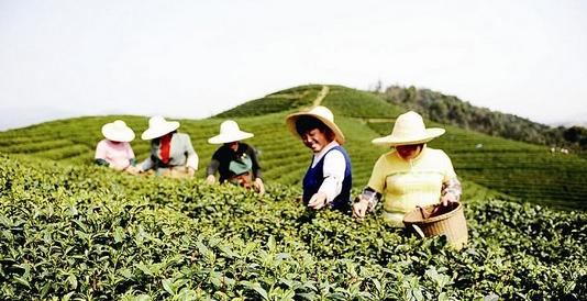 普洱茶