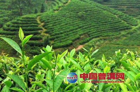 普洱茶