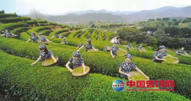 普洱茶