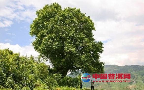普洱茶