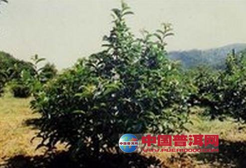 普洱茶