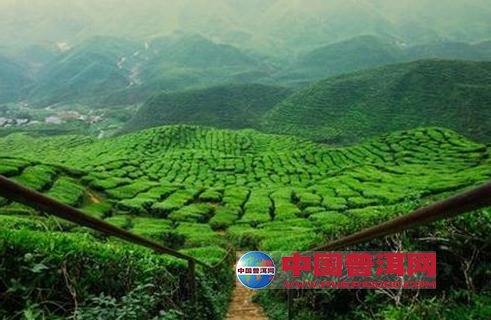 普洱茶