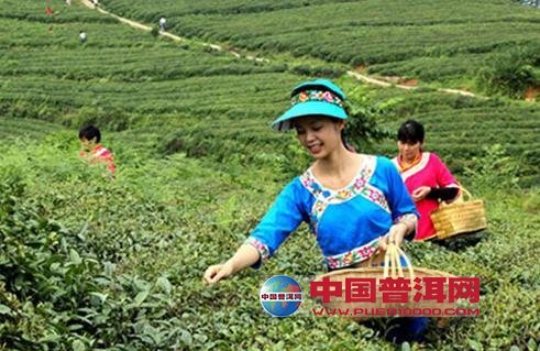 普洱茶