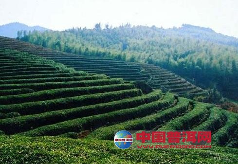 普洱茶