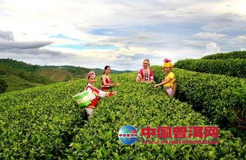 普洱茶