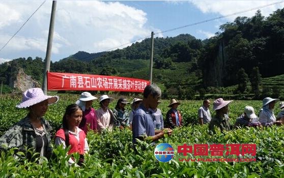 普洱茶