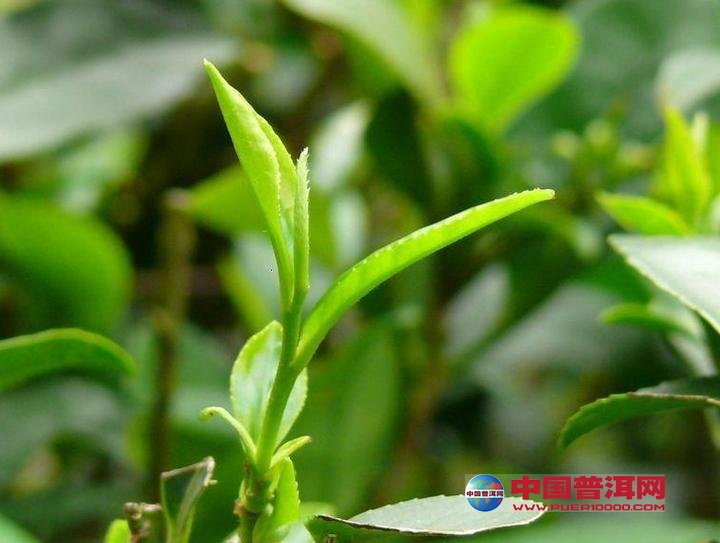 <u><a href='http://www.puer10000.com/puerzhishi/32854.html' target='_blank'>ն<u><a href='http://www.puer10000.com/puerzhishi/100997.html' target='_blank'></a></u></a></u>